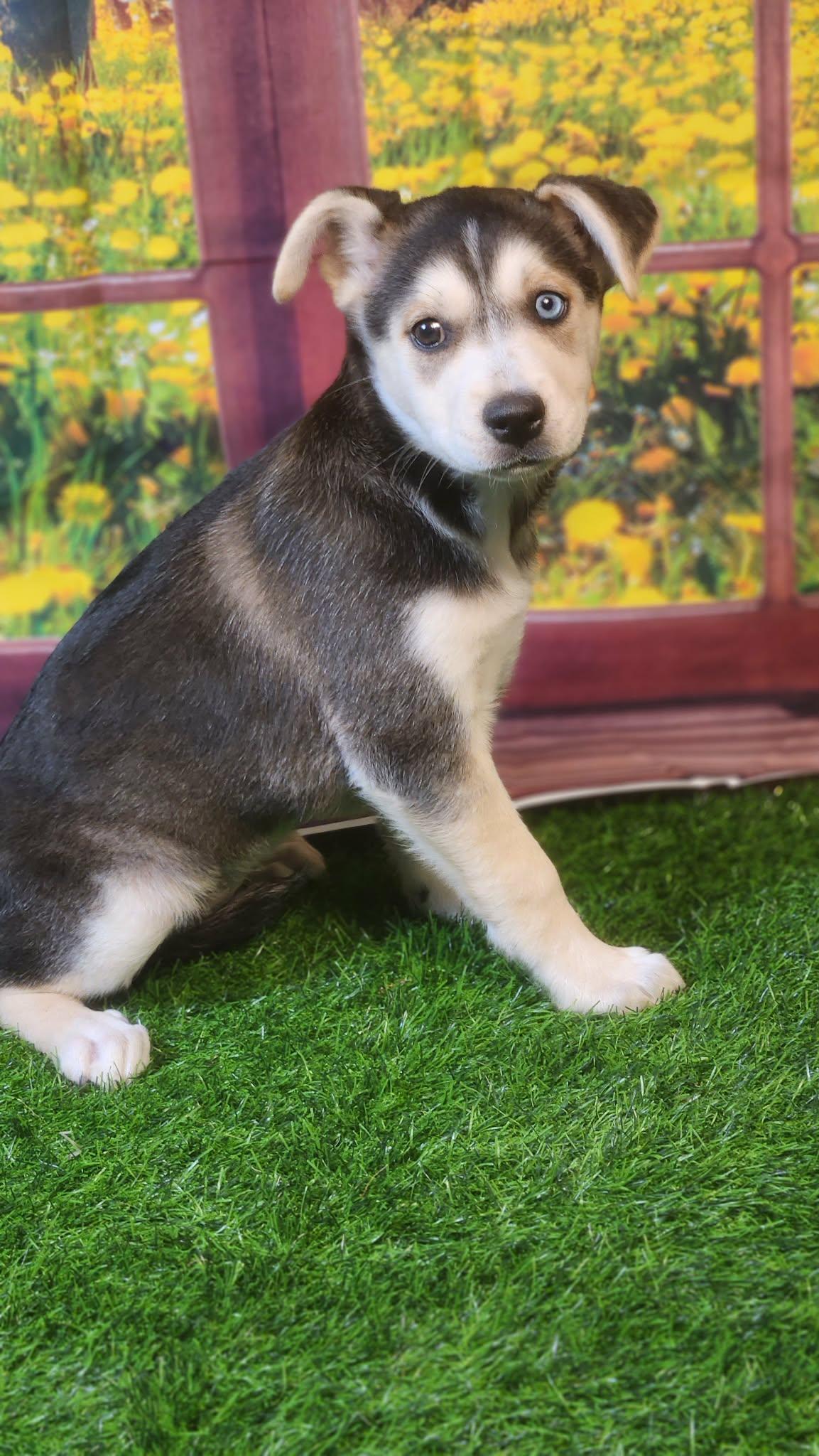 Stormie DG, a Adoptable mixed breed in portland, OR image 5/6