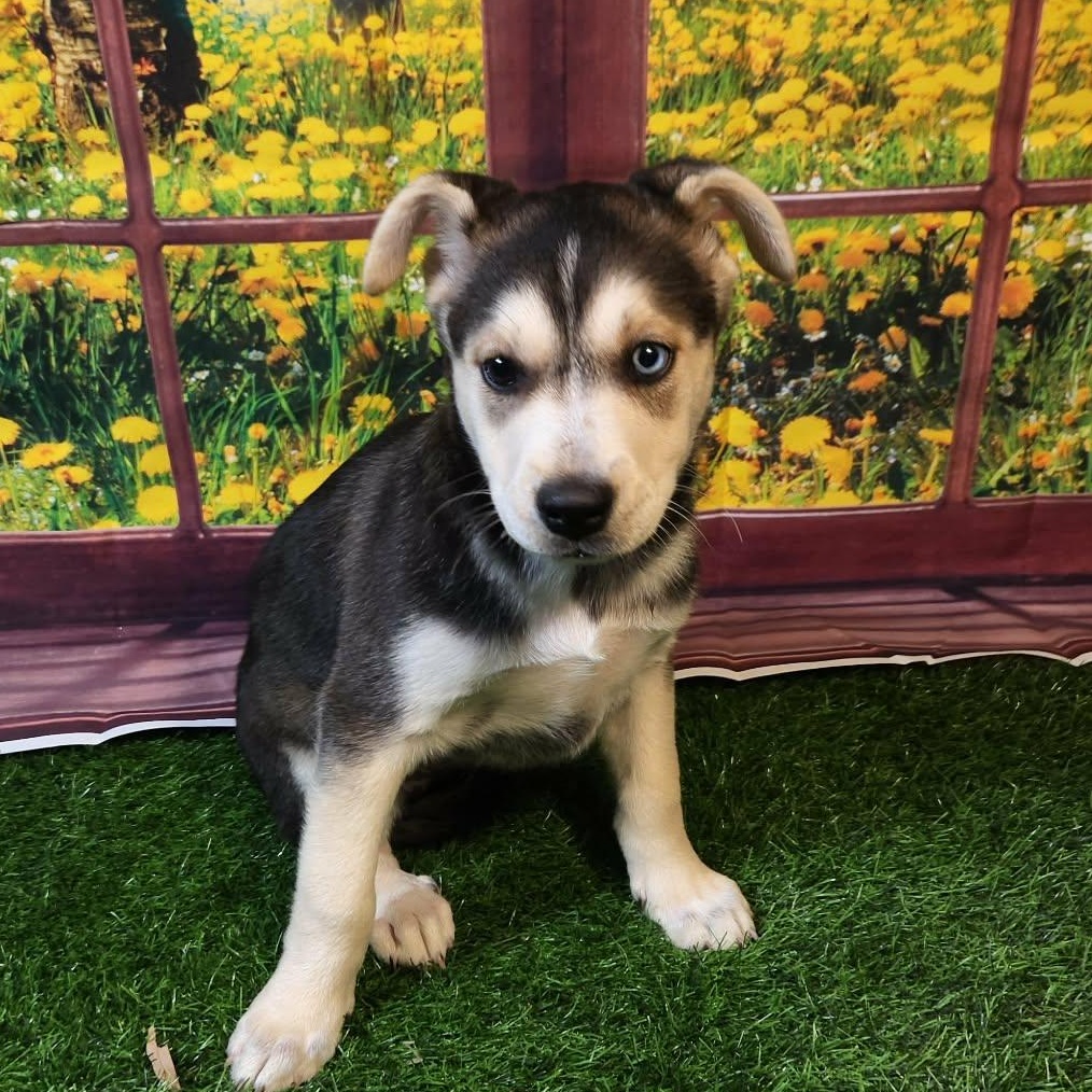 Stormie DG, a Adoptable mixed breed in portland, OR image 2/6