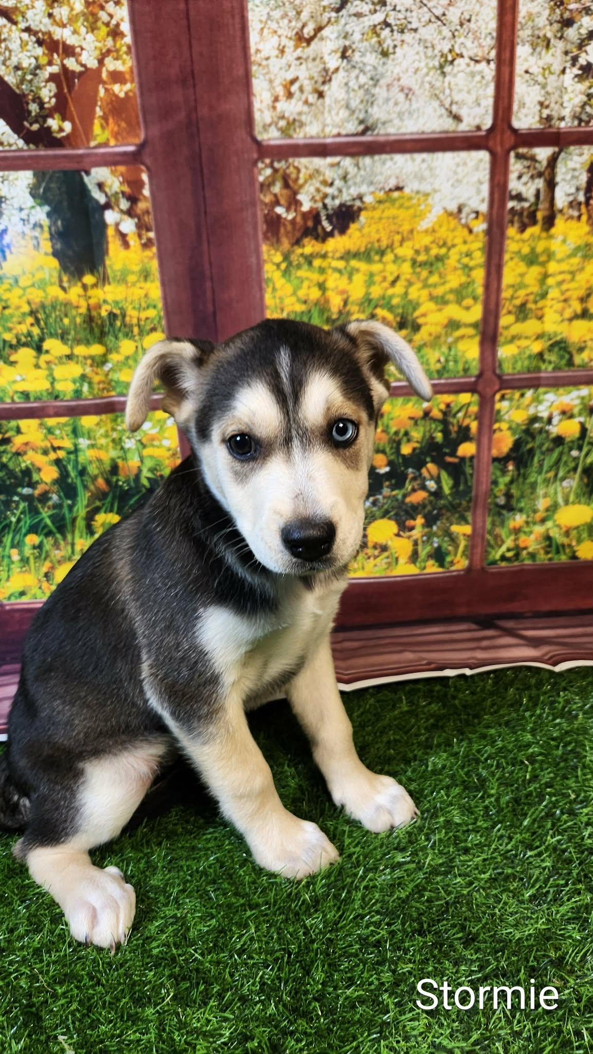 Stormie DG, a Adoptable mixed breed in portland, OR image 4/6