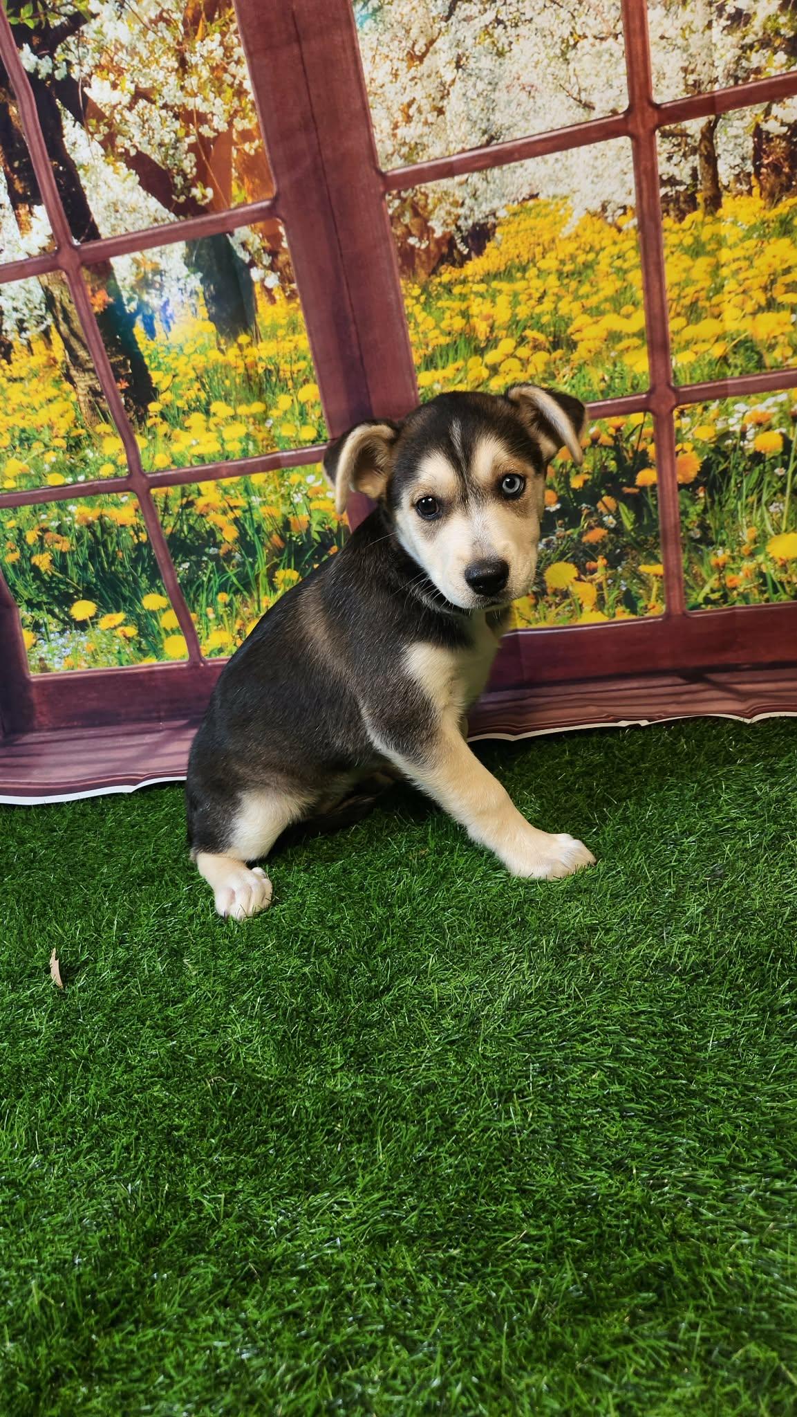 Stormie DG, a Adoptable mixed breed in portland, OR image 6/6