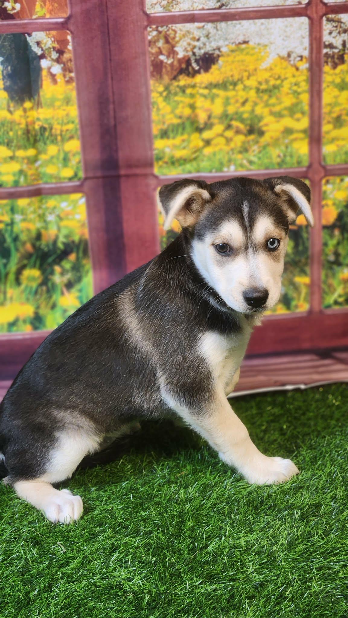Stormie DG, a Adoptable mixed breed in portland, OR image 1/6