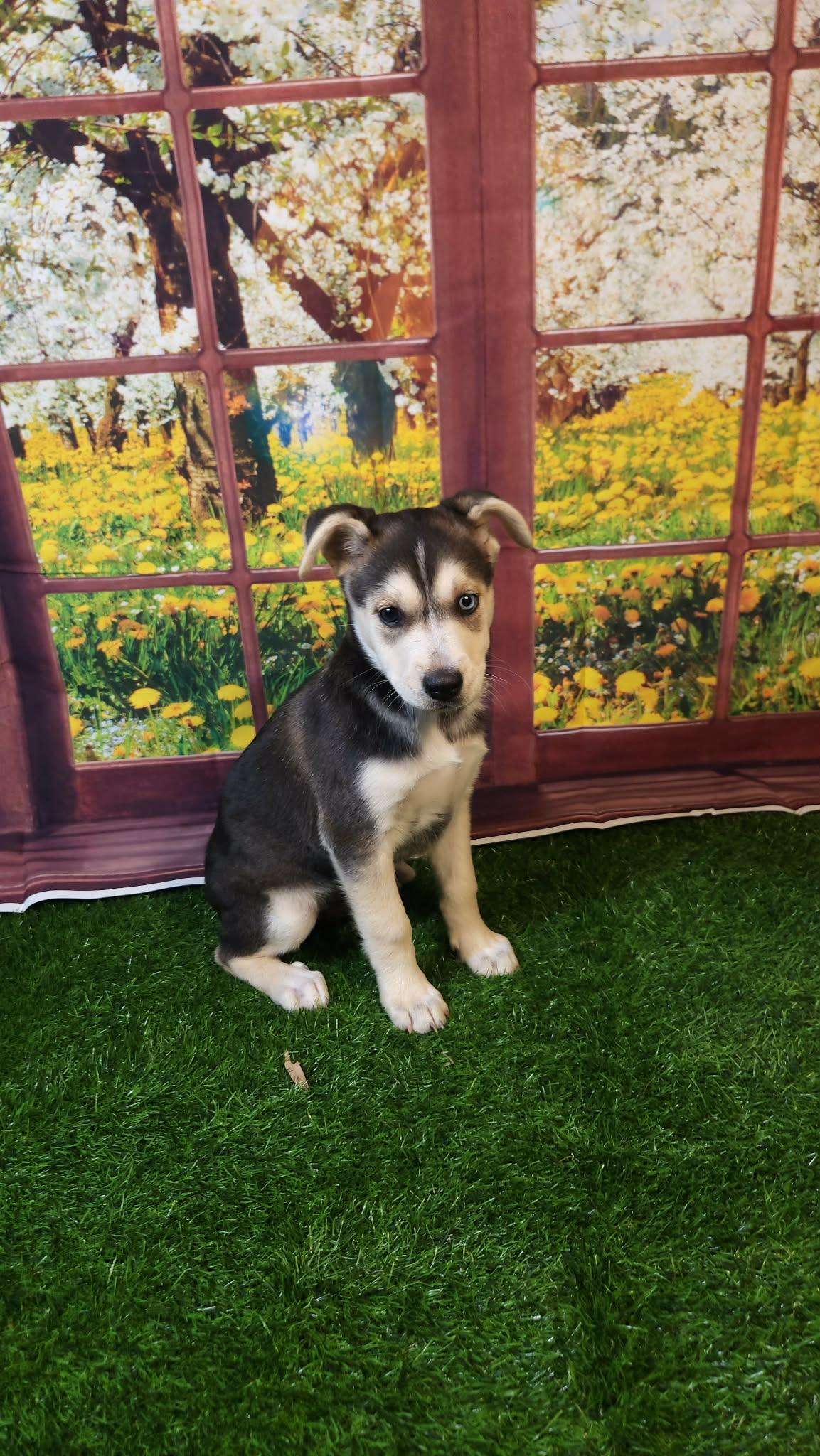 Stormie DG, a Adoptable mixed breed in portland, OR image 3/6