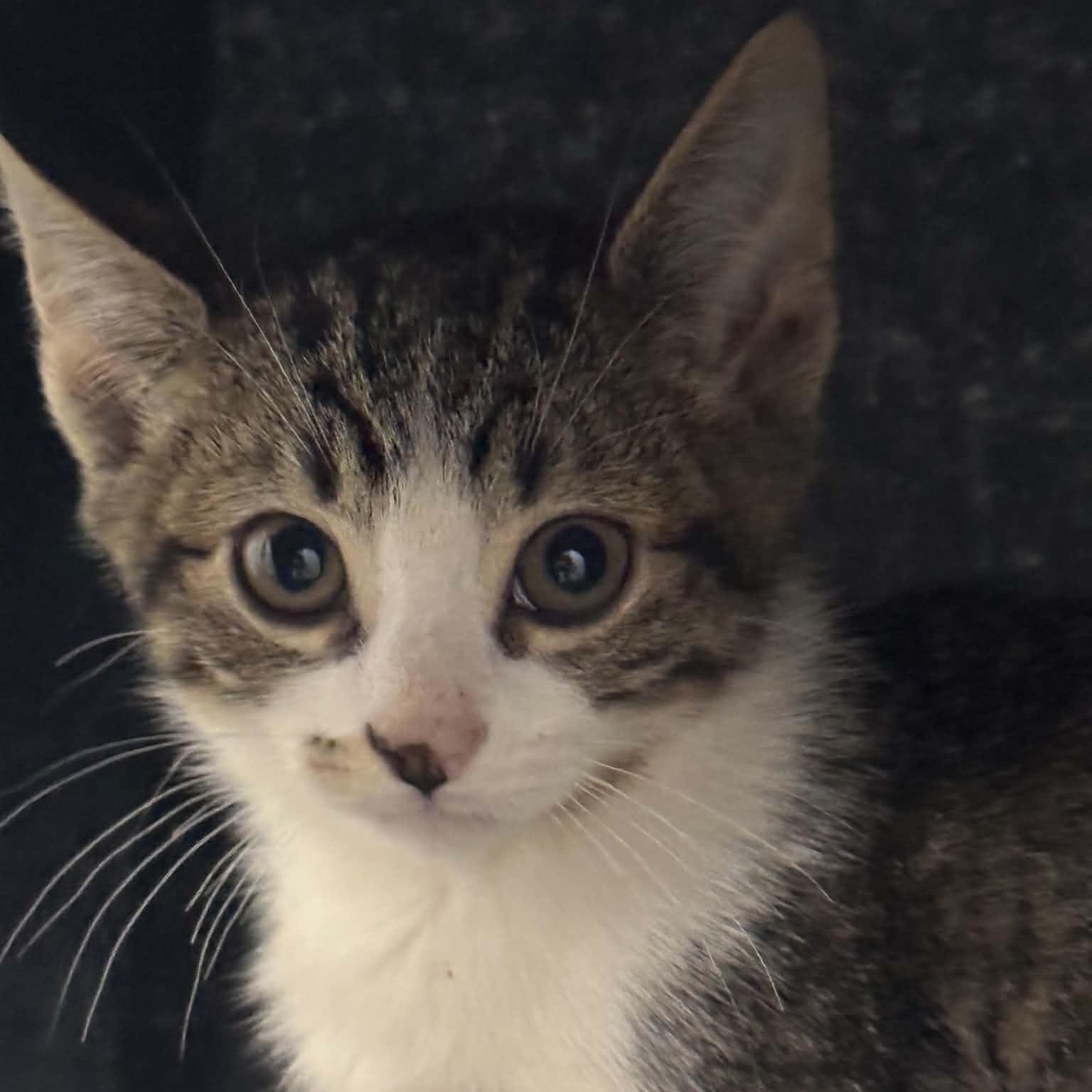 Enlarge Antonio, a Adoptable American Shorthair in Danbury, CT image 3/5