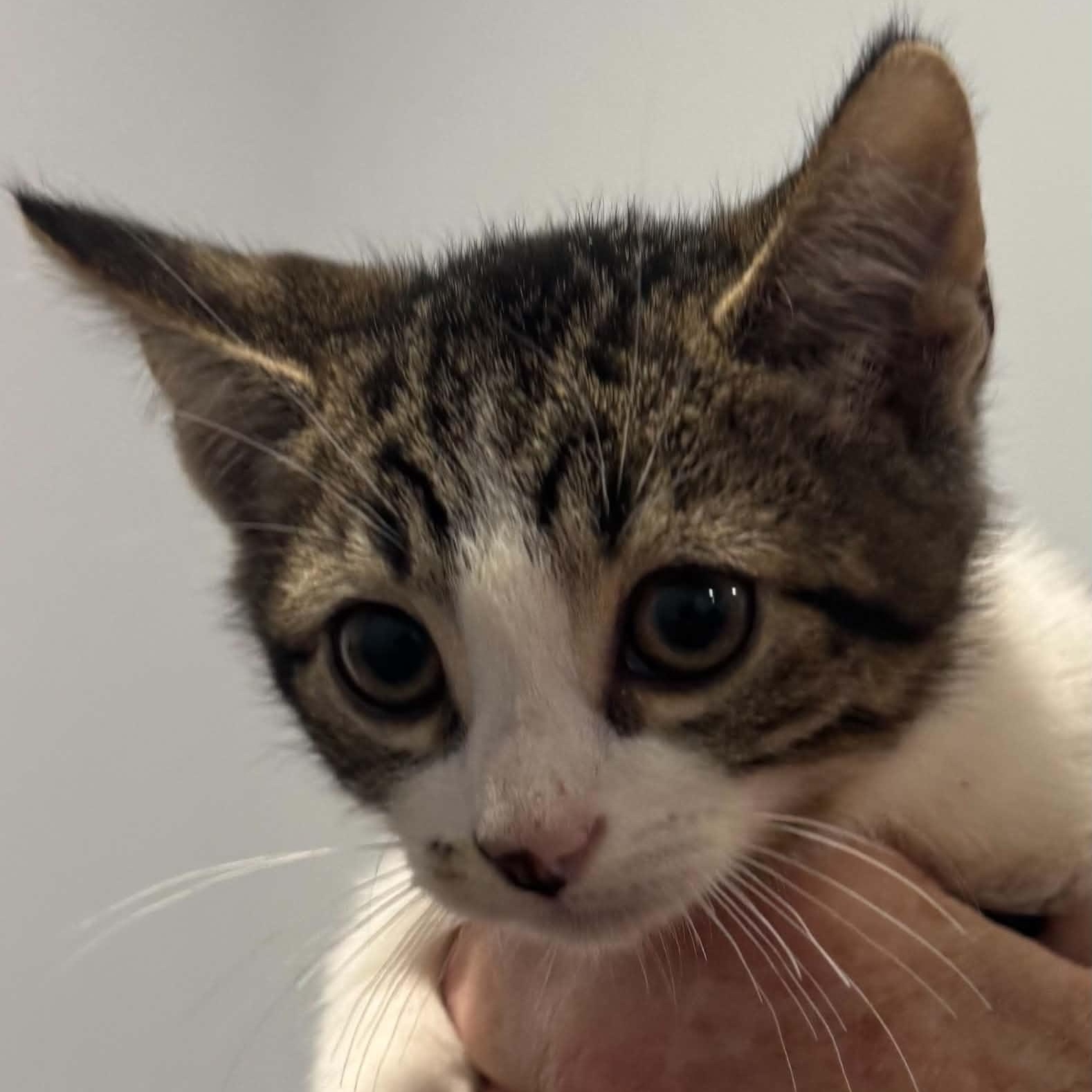 Antonio, Adoptable, Kitten Male American Shorthair.
