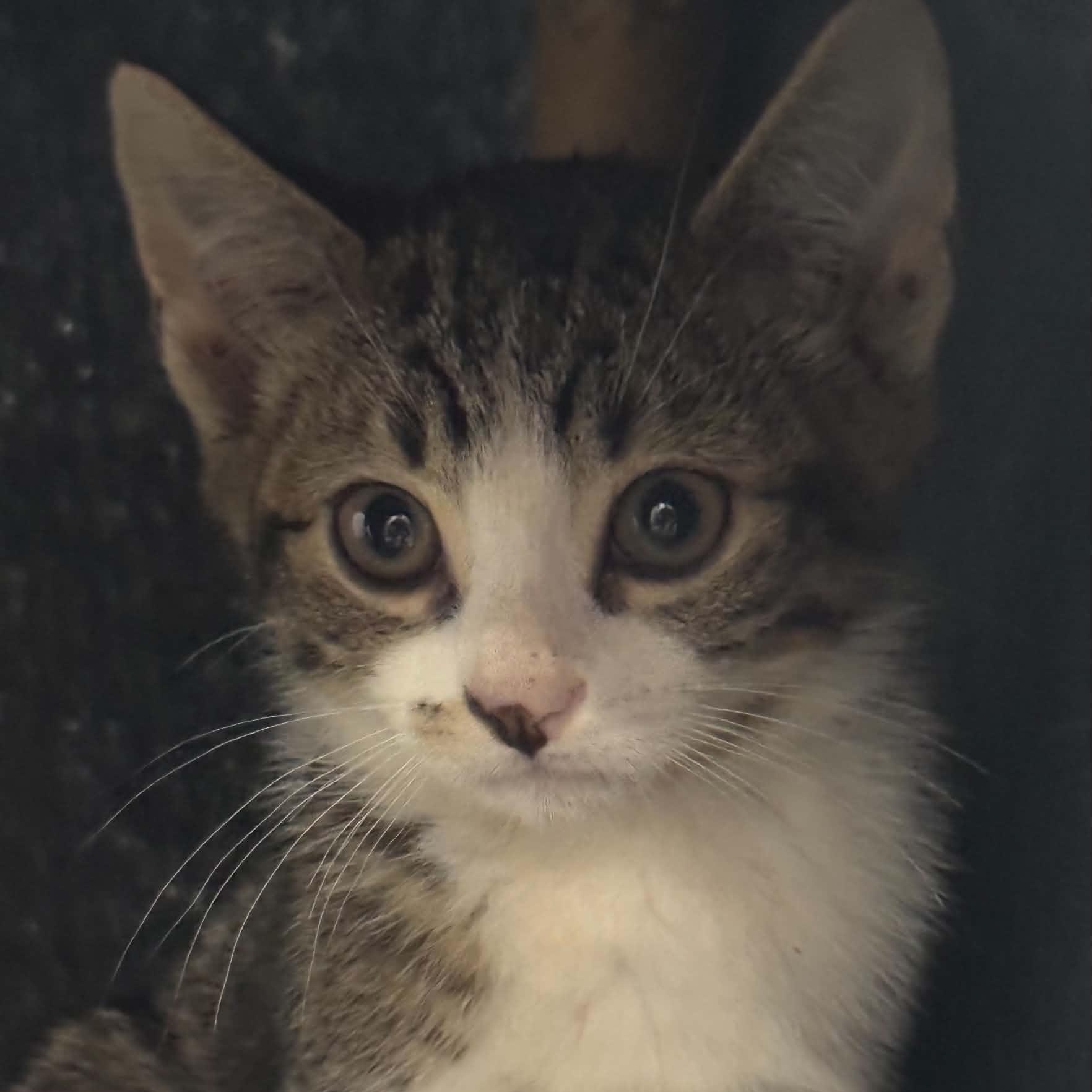 Enlarge Antonio, a Adoptable American Shorthair in Danbury, CT image 5/5