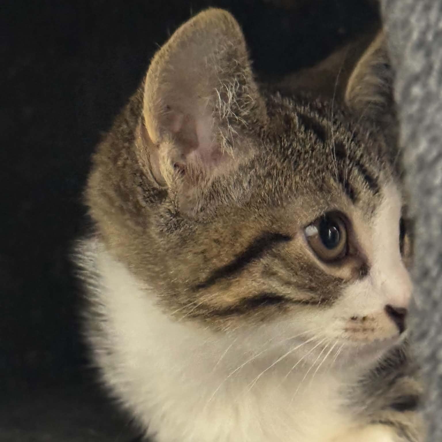 Enlarge Antonio, a Adoptable American Shorthair in Danbury, CT image 4/5