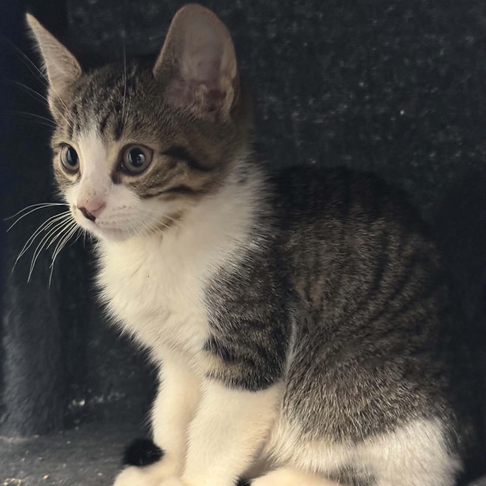 Enlarge Antonio, a Adoptable American Shorthair in Danbury, CT image 2/5