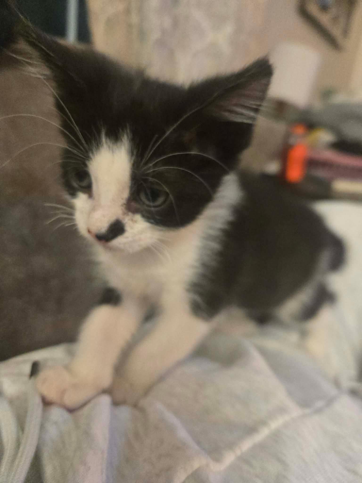 Enlarge Velcro, a Adoptable Domestic Short Hair in Clover, SC image 2/3