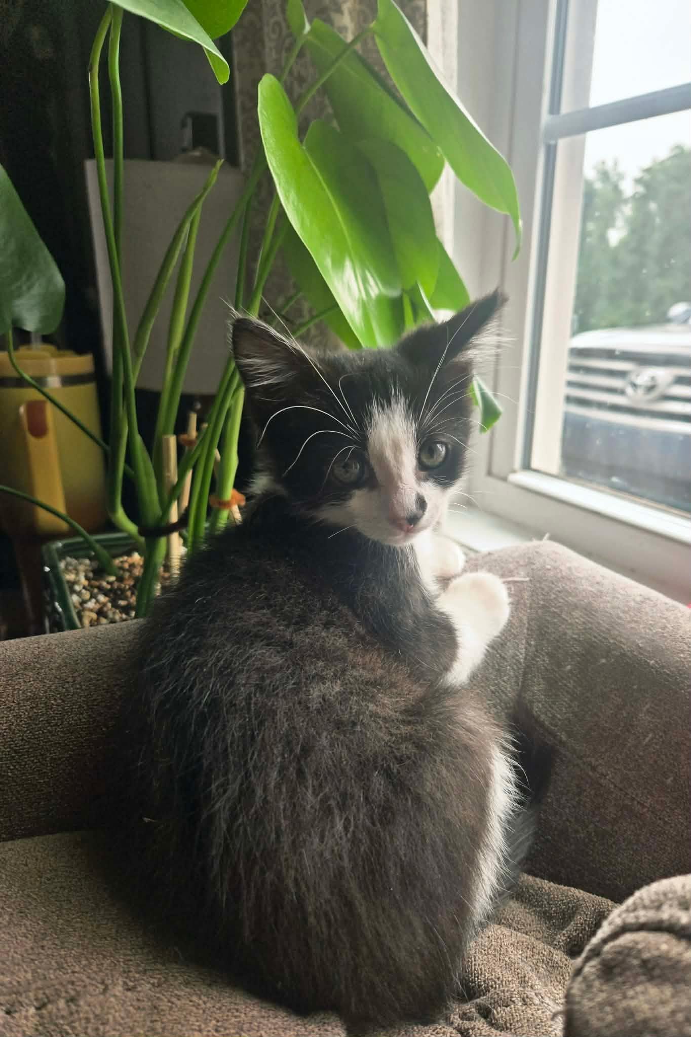 Enlarge Velcro, a Adoptable Domestic Short Hair in Clover, SC image 3/3