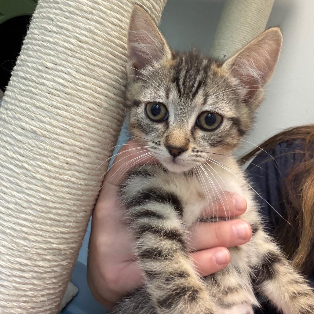 Polly, Adoptable, Kitten Female Domestic Short Hair.