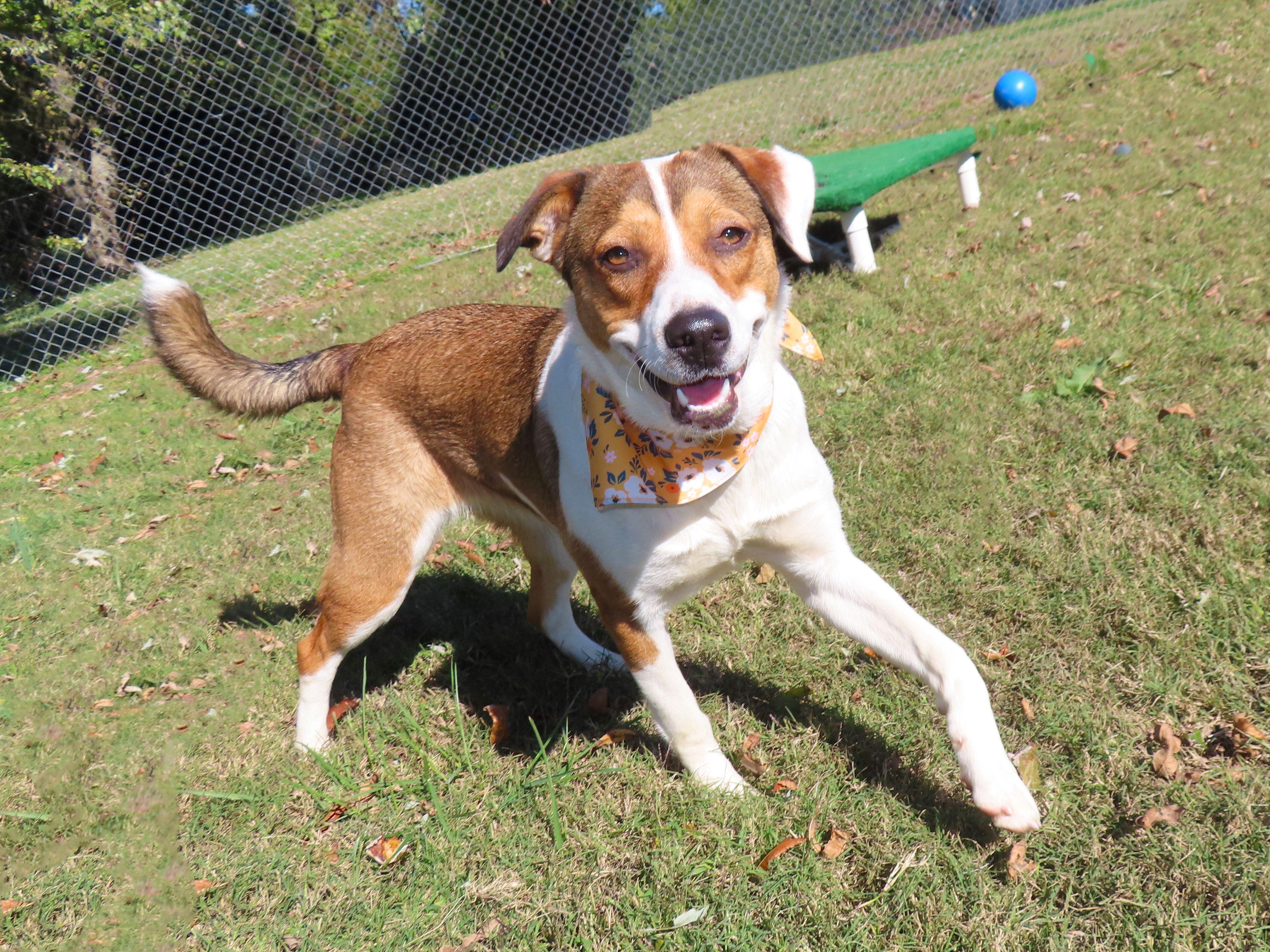 Shelby 25C-283, Adoptable, Young Female Beagle & Boxer.