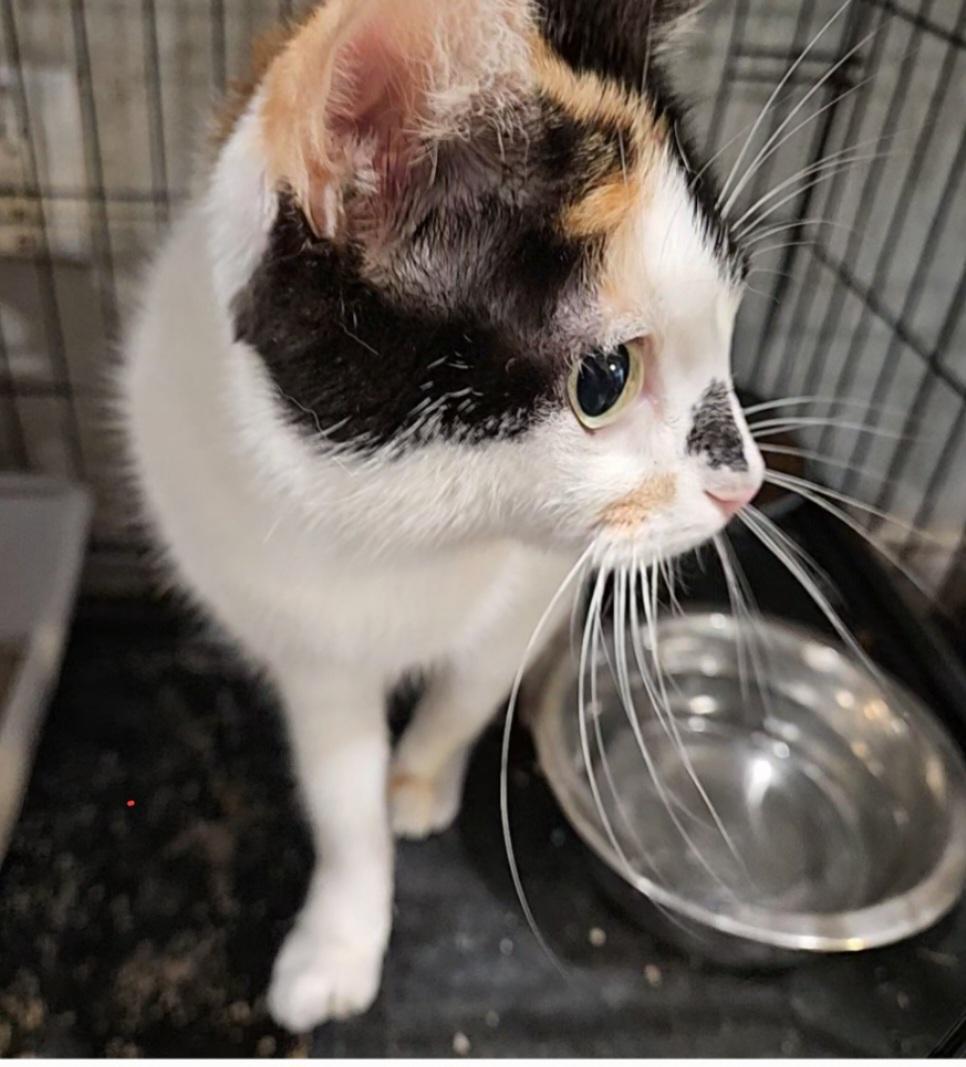 Enlarge Sindel, a Adoptable Domestic Short Hair in Magnolia, TX image 3/3