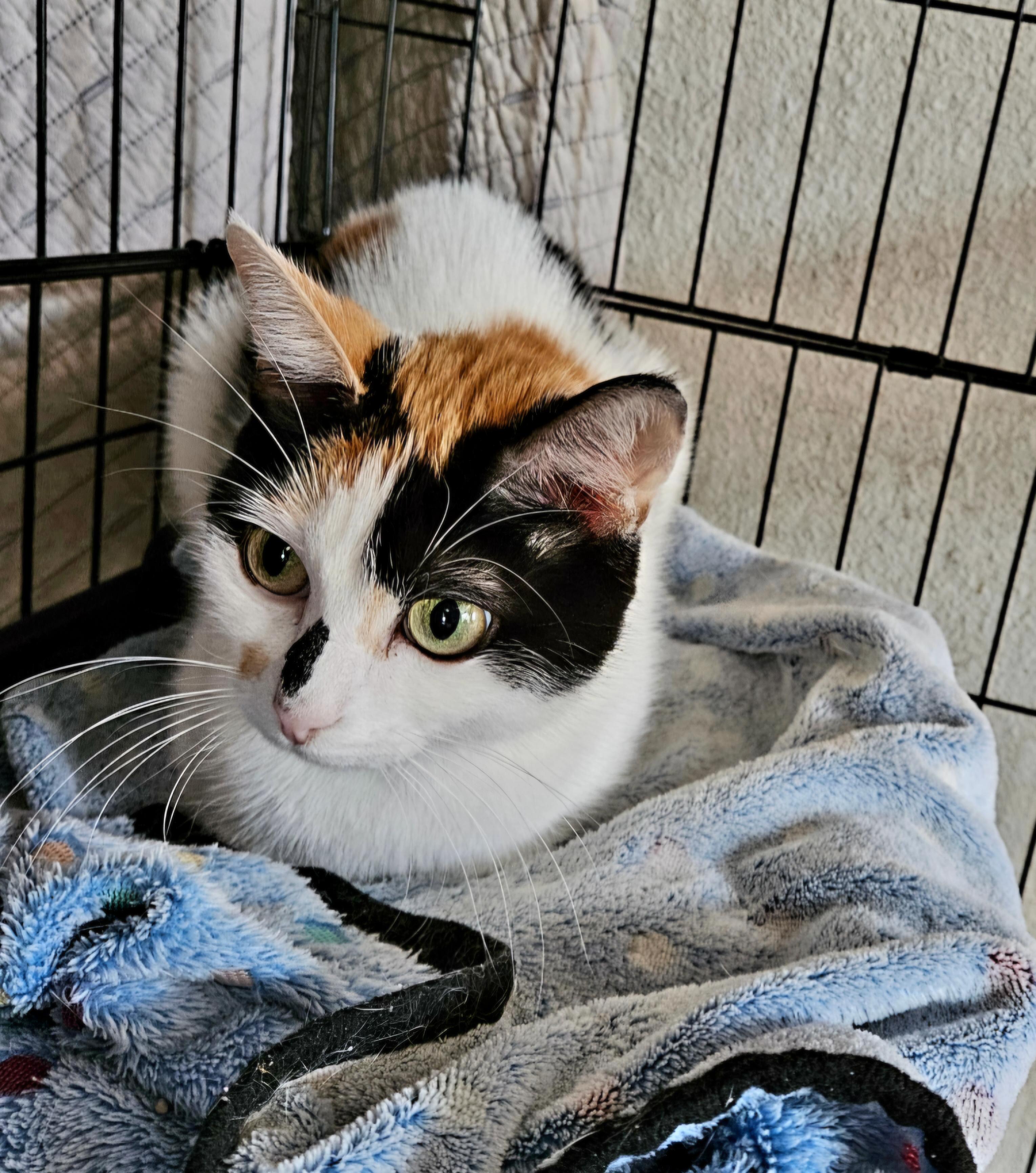 Enlarge Sindel, a Adoptable Domestic Short Hair in Magnolia, TX image 2/3