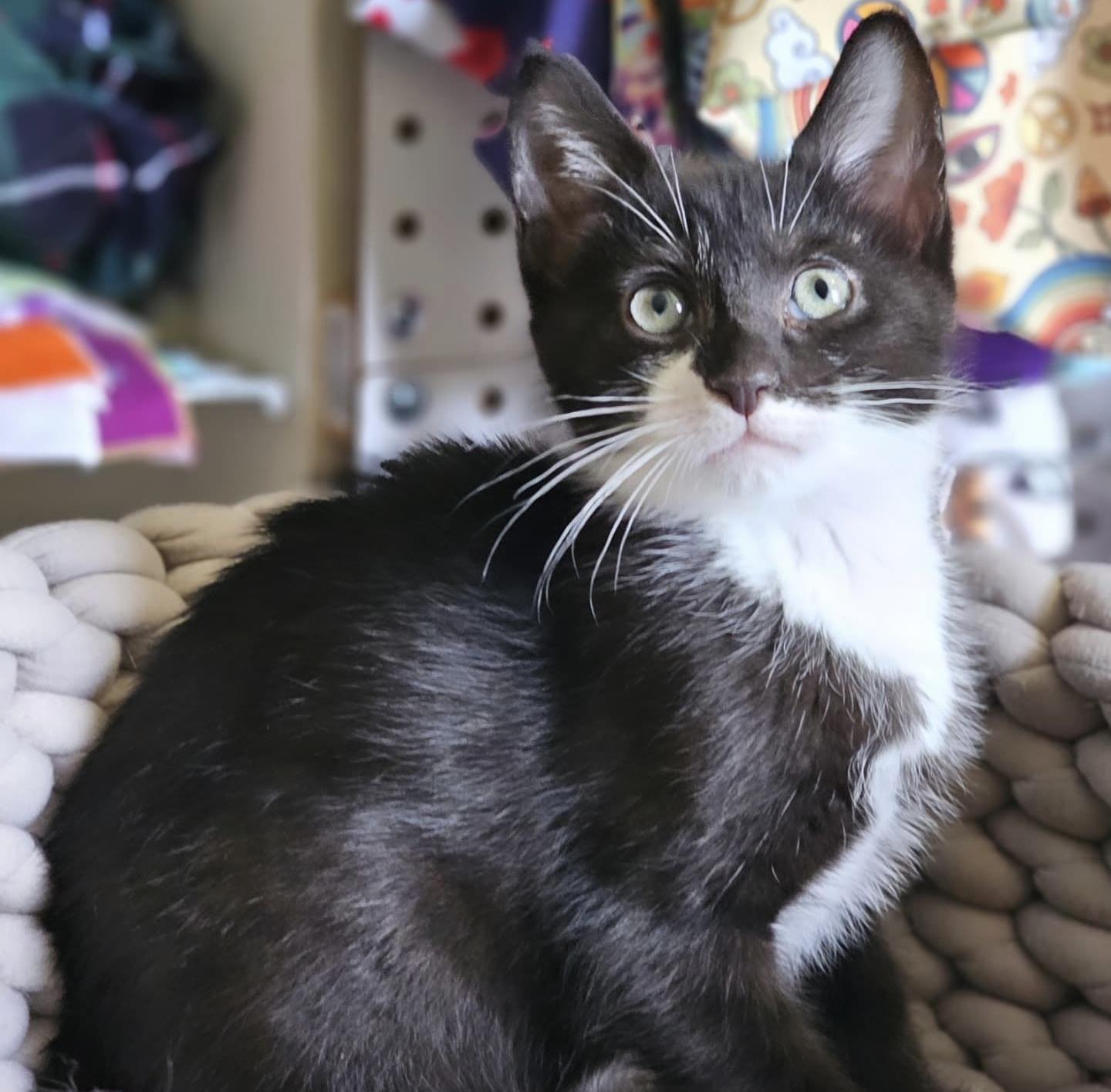 Tiger Roll *bonded with Dynamite Roll*