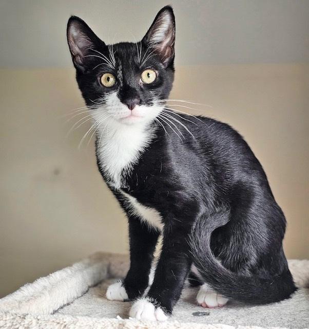 Tiger Roll *bonded with Dynamite Roll*