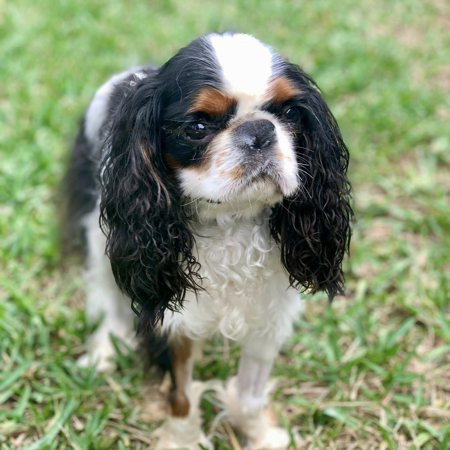 Reggie, Adoptable, Adult Male English Toy Spaniel.