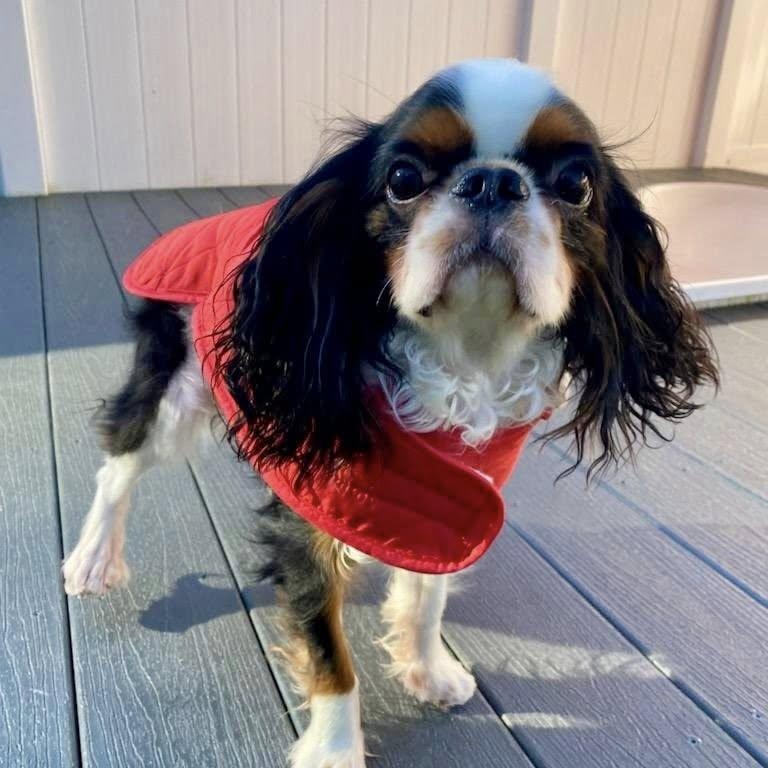 Enlarge Reggie, a Adoptable English Toy Spaniel in Cape Coral, FL image 4/4