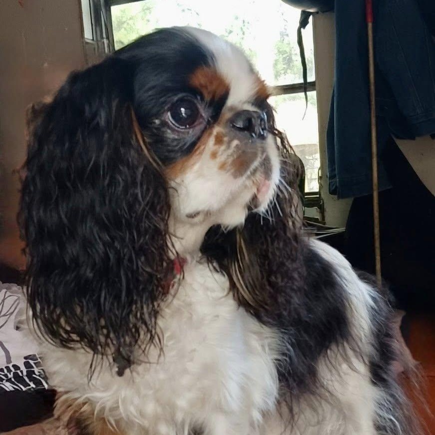Enlarge Reggie, a Adoptable English Toy Spaniel in Cape Coral, FL image 3/4