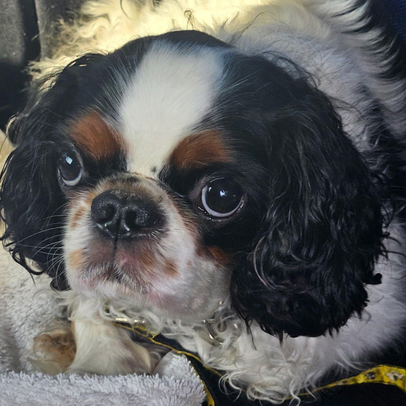 Enlarge Reggie, a Adoptable English Toy Spaniel in Cape Coral, FL image 2/4