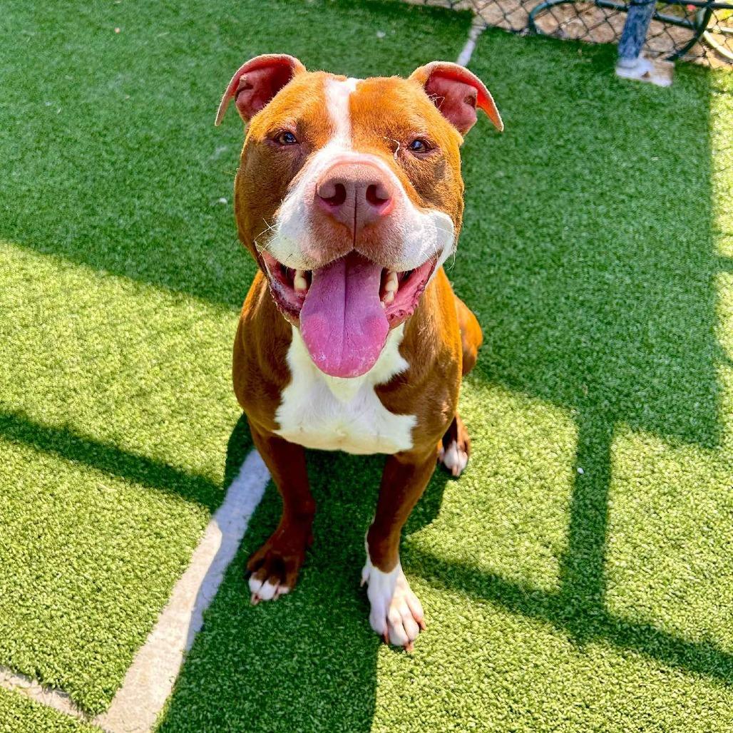 Tyrolite, a Adoptable Pit Bull Terrier in Chatham, VA image 1/4