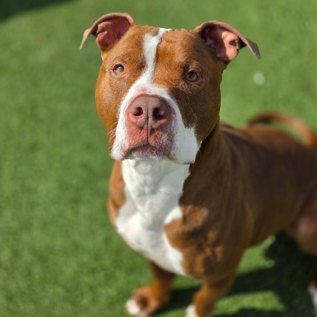 Tyrolite, a Adoptable Pit Bull Terrier in Chatham, VA image 2/4