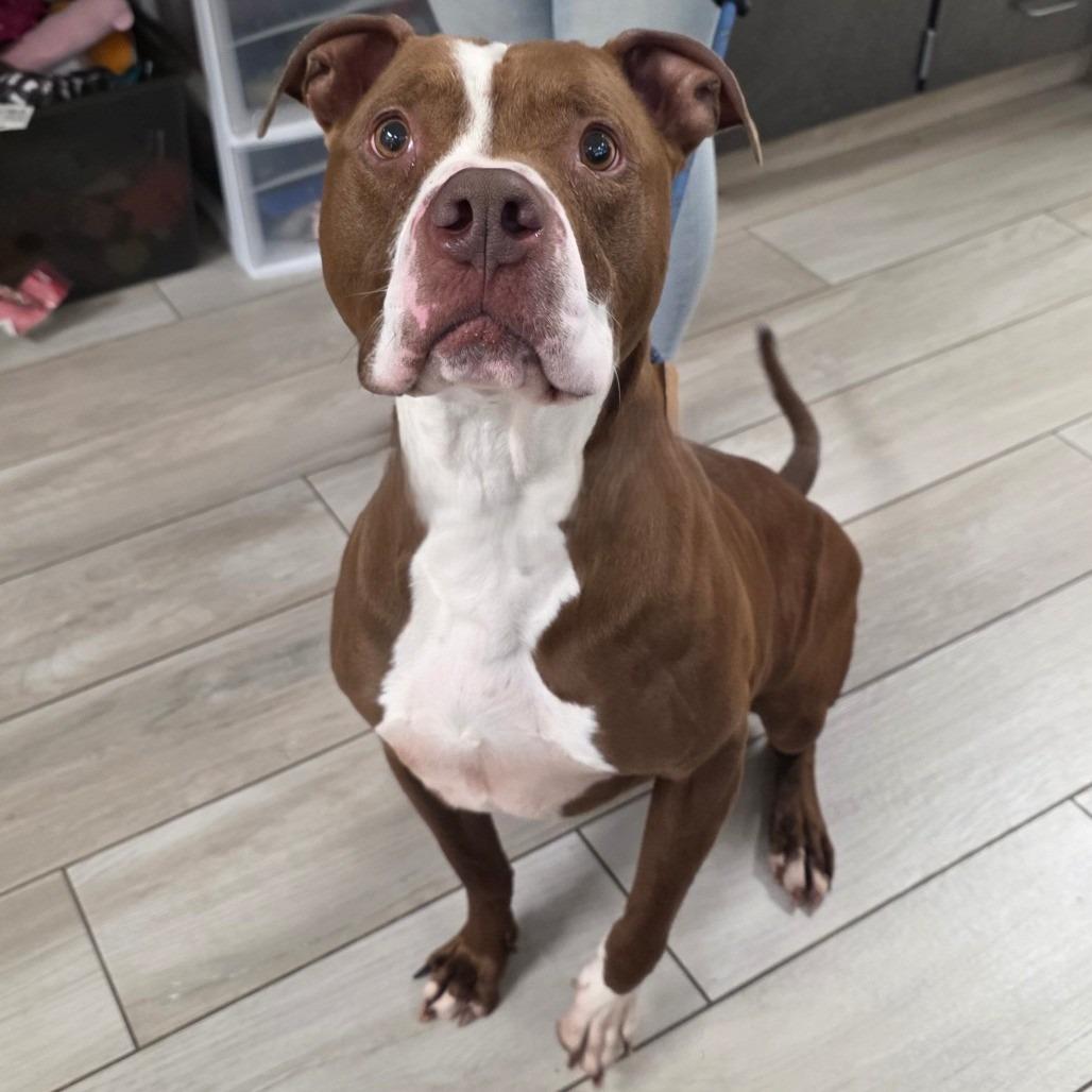 Tyrolite, a Adoptable Pit Bull Terrier in Chatham, VA image 3/4