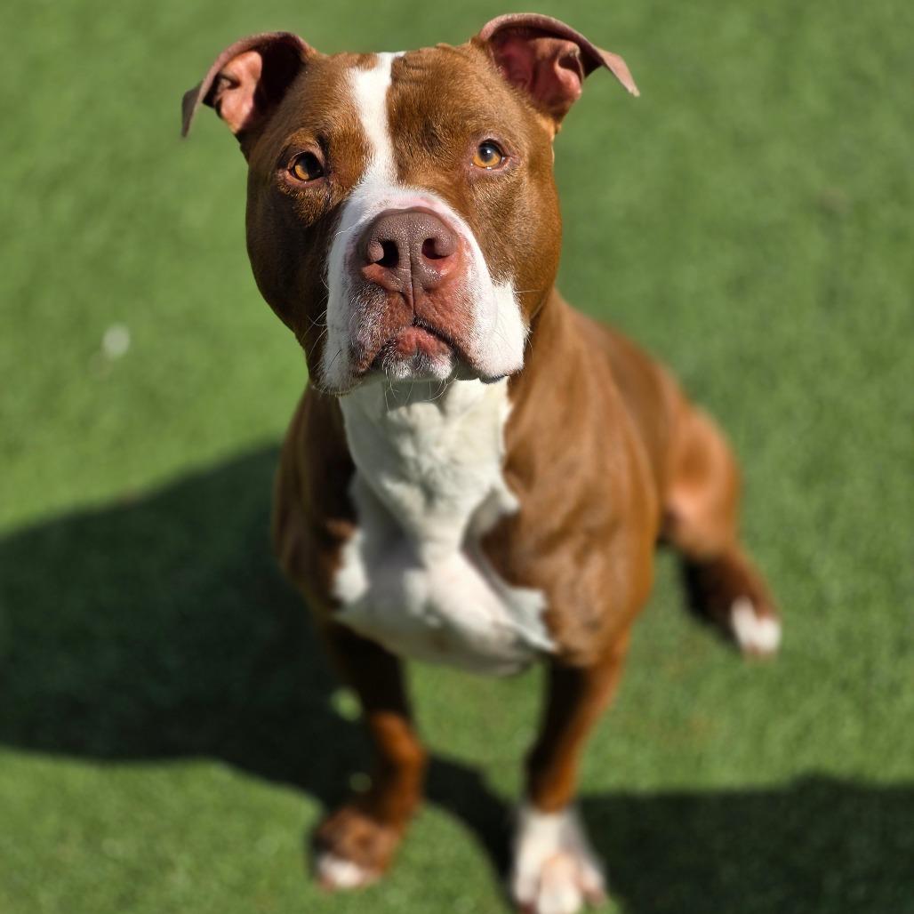 Tyrolite, a Adoptable Pit Bull Terrier in Chatham, VA image 4/4