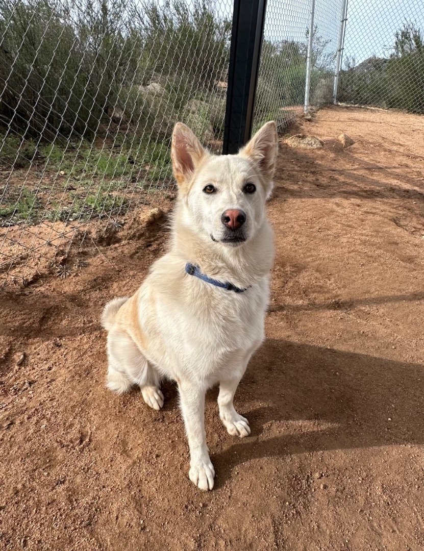 Lexi, a Adoptable mixed breed in Superior, MT image 1/4