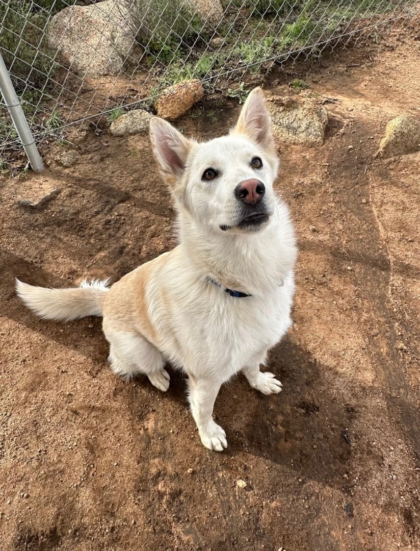 Lexi, a Adoptable mixed breed in Superior, MT image 2/4