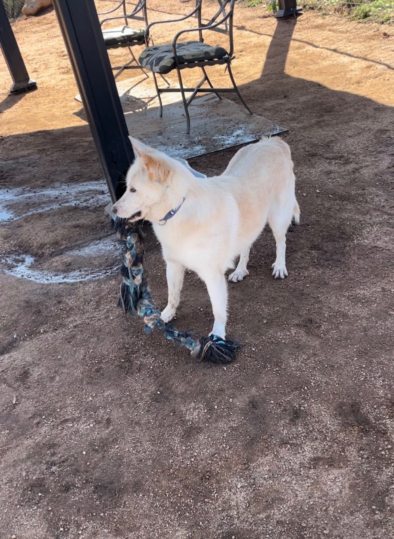 Lexi, a Adoptable mixed breed in Superior, MT image 3/4