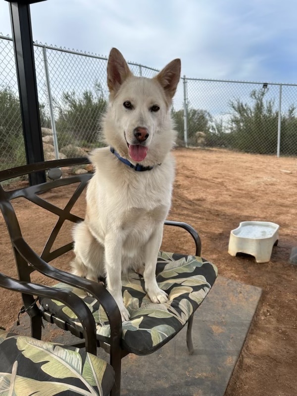 Lexi, a Adoptable mixed breed in Superior, MT image 4/4