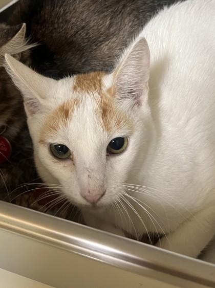 Bitsy- BONDED TO BRIGITTA