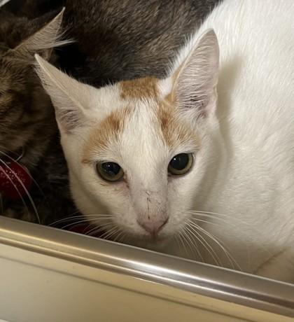 Bitsy- BONDED TO BRIGITTA