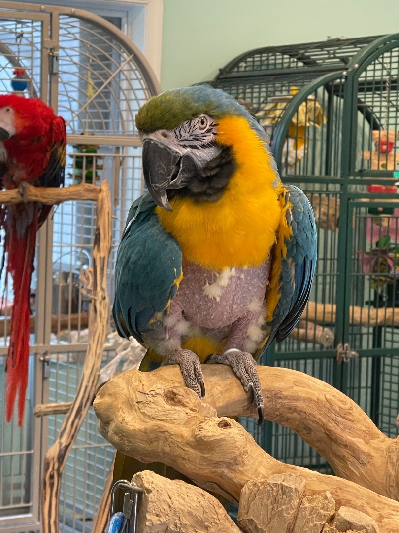 Enlarge Kiko, a Adoptable Macaw in Blairstown, NJ image 1/2