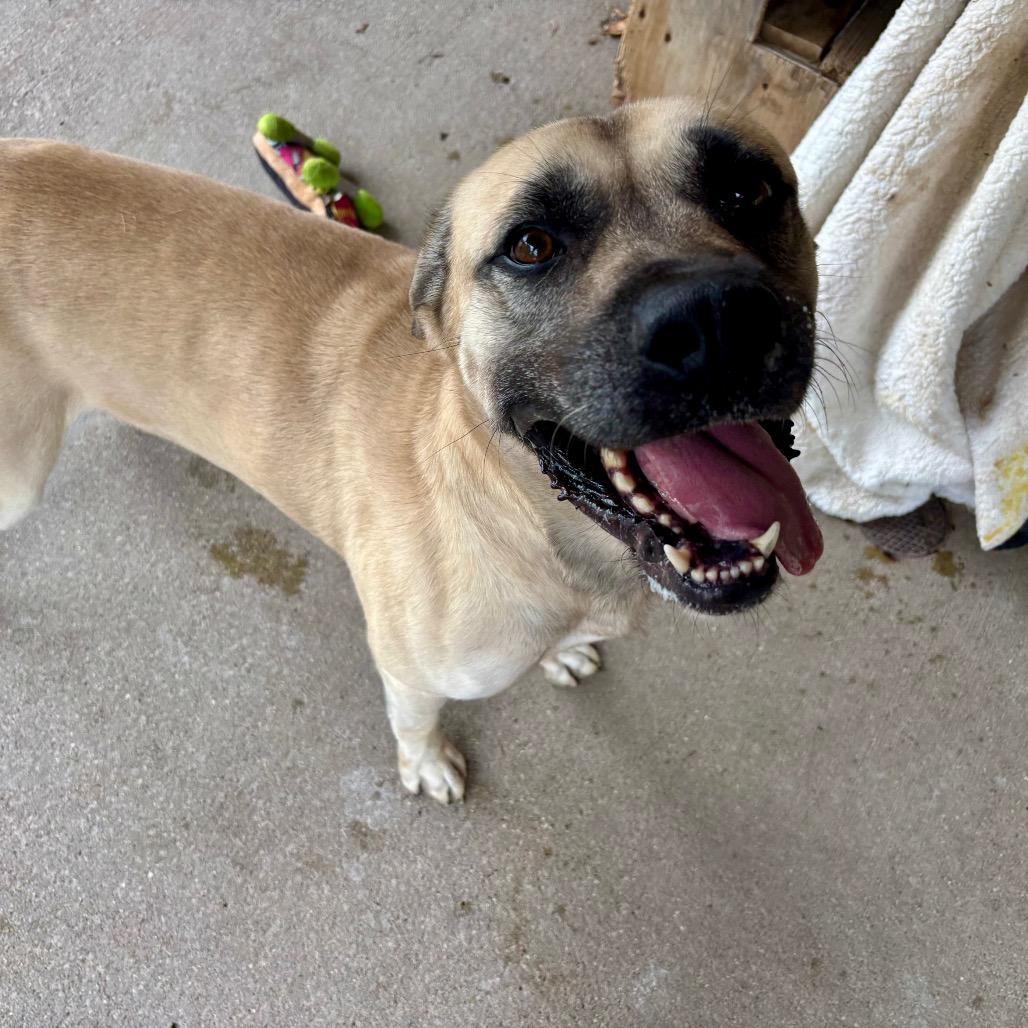 Enlarge Bruno, a Adoptable Mixed Breed in Edwardsville, IL image 1/5