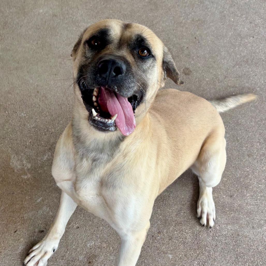 Enlarge Bruno, a Adoptable Mixed Breed in Edwardsville, IL image 2/5