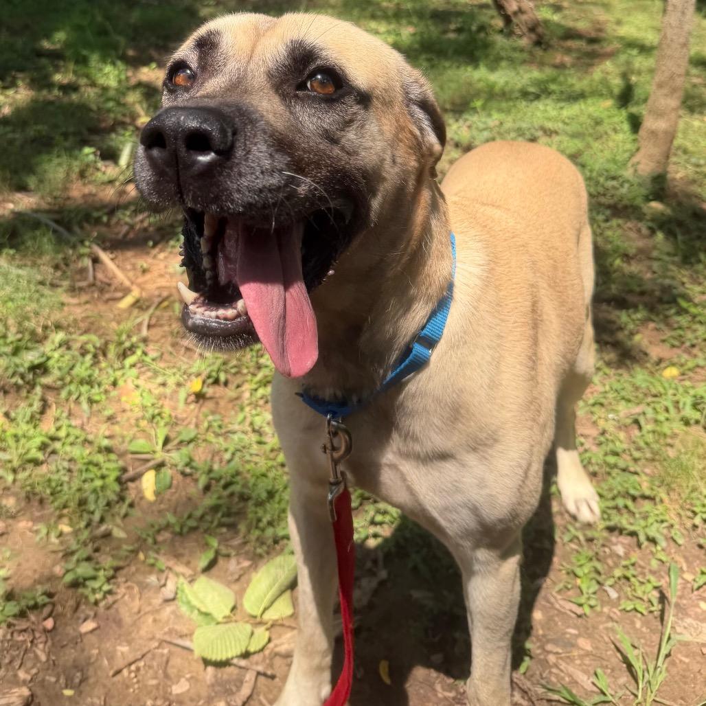 Enlarge Bruno, a Adoptable Mixed Breed in Edwardsville, IL image 3/5