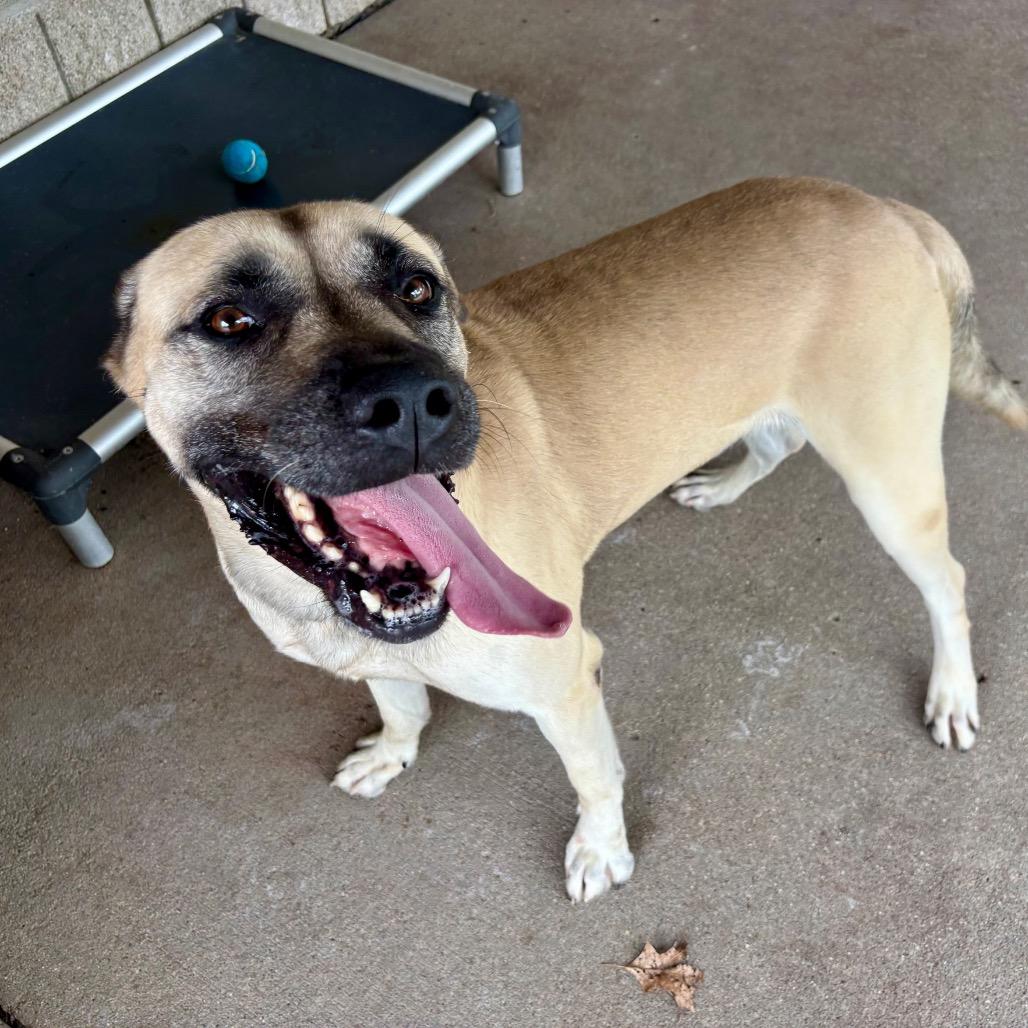 Enlarge Bruno, a Adoptable Mixed Breed in Edwardsville, IL image 4/5