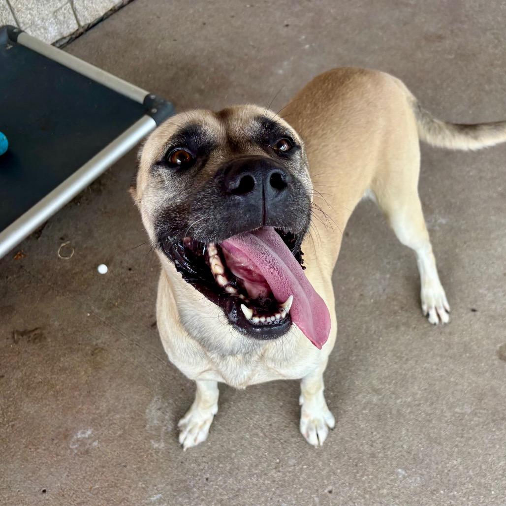 Enlarge Bruno, a Adoptable Mixed Breed in Edwardsville, IL image 5/5