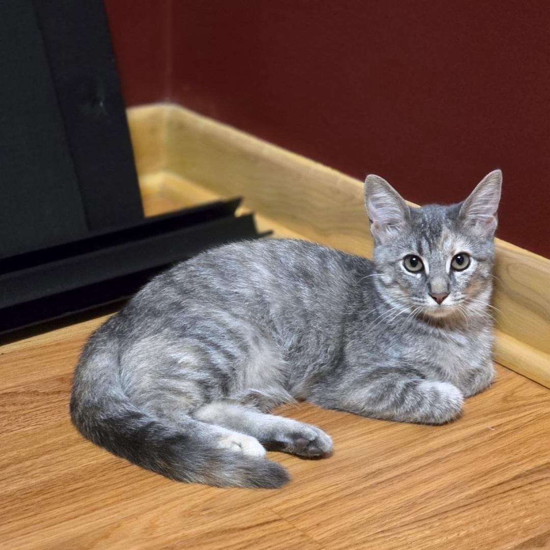 Kumquat, Adoptable, Kitten Female Domestic Medium Hair.