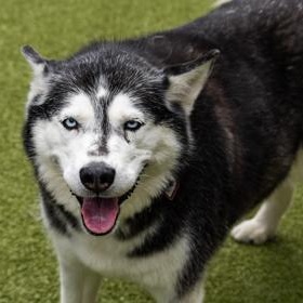 Enlarge Kimber (in foster), a ADOPTABLE Siberian Husky in Santa Cruz, CA image 3/4