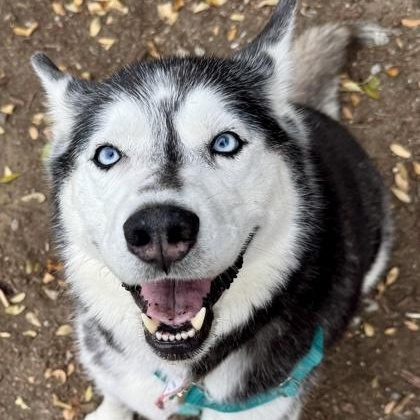 Kimber (in foster), ADOPTABLE, Senior Female Siberian Husky.