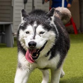 Enlarge Kimber (in foster), a ADOPTABLE Siberian Husky in Santa Cruz, CA image 4/4