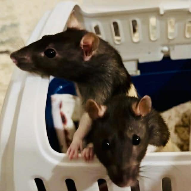 Enlarge Happy & Tex Avery, a ADOPTABLE Rat in Norcross, GA image 1/3