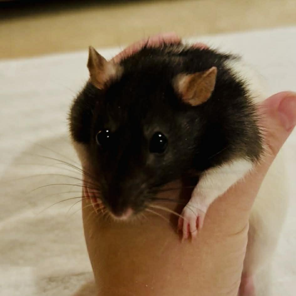 Enlarge Happy & Tex Avery, a ADOPTABLE Rat in Norcross, GA image 2/3