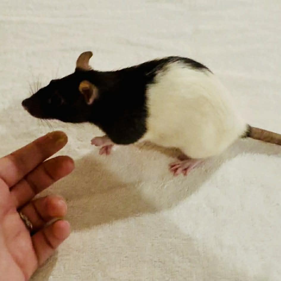 Enlarge Happy & Tex Avery, a ADOPTABLE Rat in Norcross, GA image 3/3