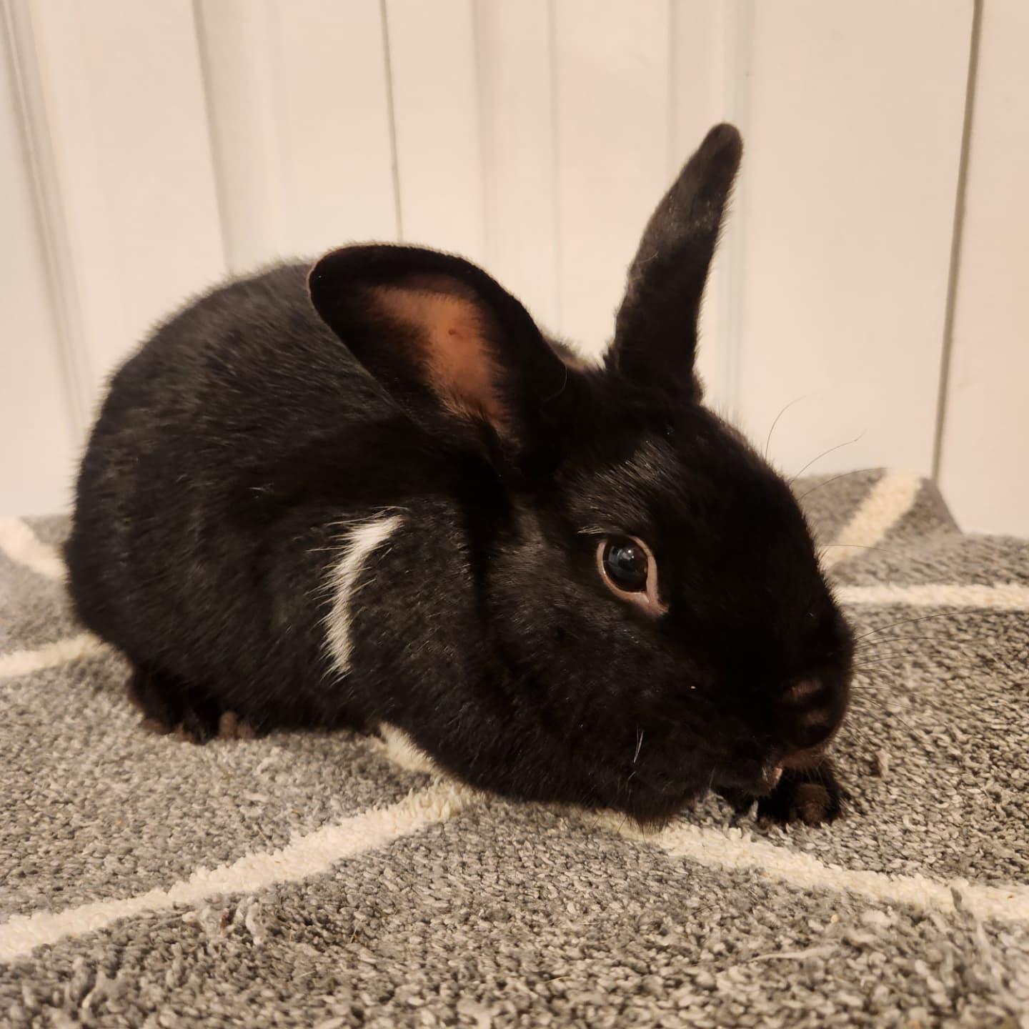 Oscar, Adopted, Adult Male Havana & Dutch.