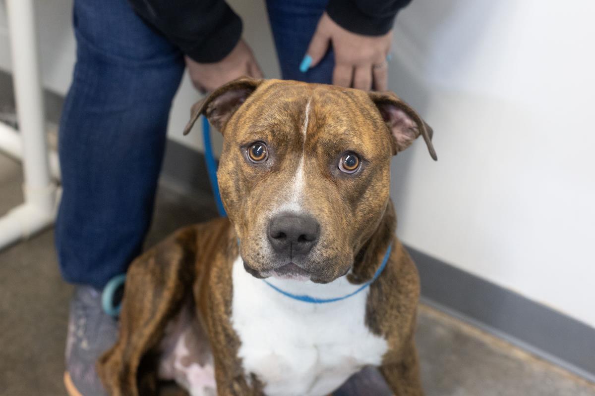 Enlarge Gomer, a Adoptable Pit Bull Terrier in Mountain Home, AR image 1/1