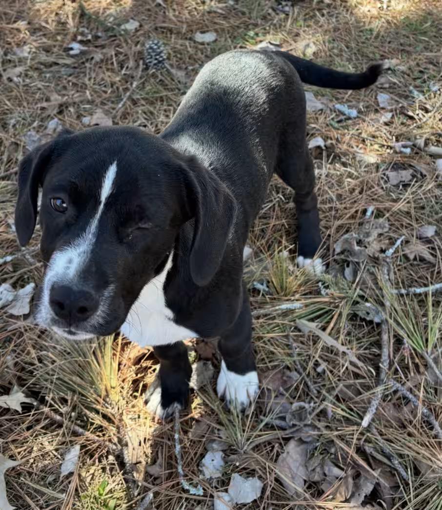 Enlarge Frisbee, an adopted mixed breed in Watertown, CT image 2/2