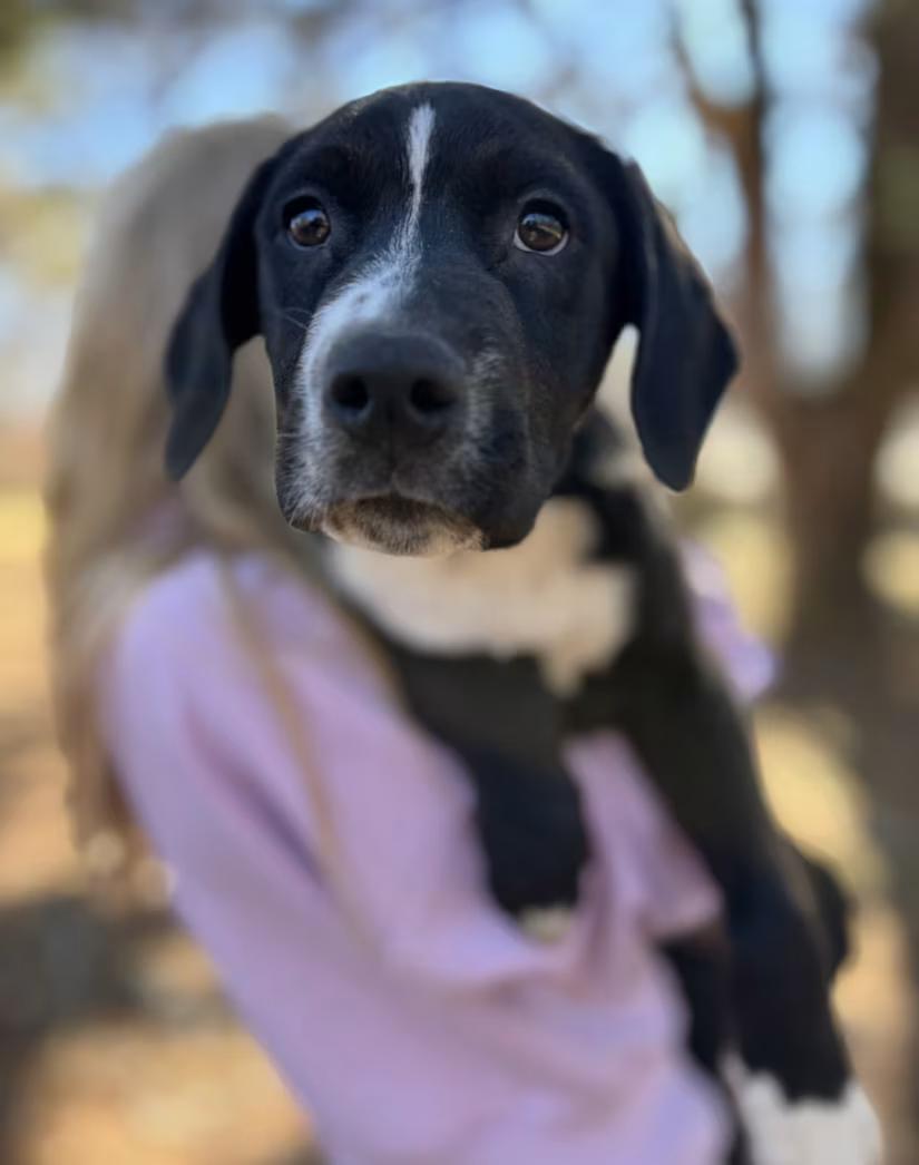 Frisbee, adopted, Puppy Male Labrador Retriever & Beagle.